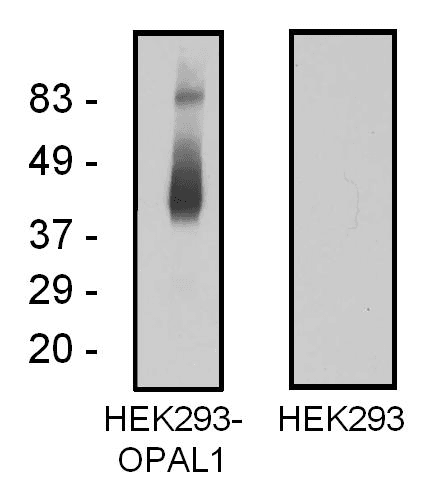 Monoclonal Mouse anti-Human C10orf26 / OPAL1 Antibody (clone OPAL1-01, WB)