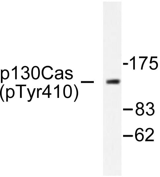 BCAR1 / p130Cas Antibody (phospho-Tyr410)