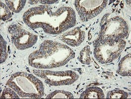 PECAM-1 / CD31 Antibody (clone OTI2C3)