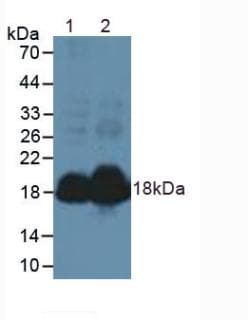 NPPA / ANP Antibody