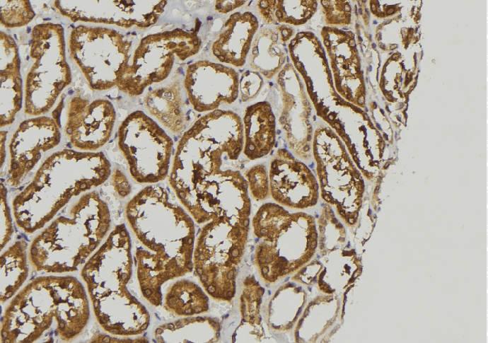 FGF16 Antibody