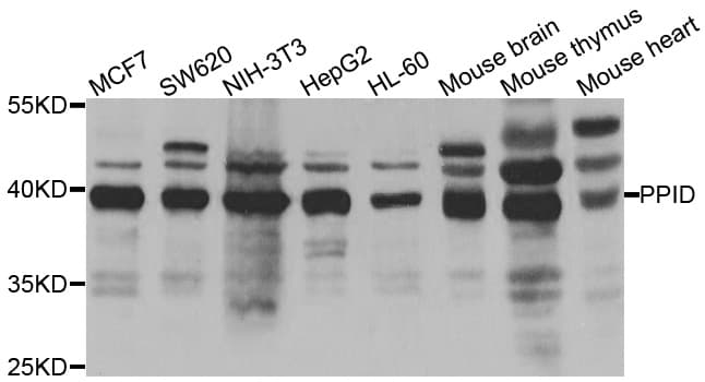 PPID / Cyclophilin D Antibody