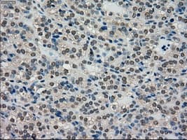 SCYL3 Antibody (clone OTI2H10)
