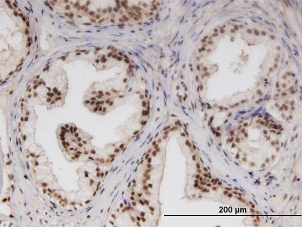 Monoclonal Mouse anti-Human NUPL1 Antibody (clone 3G11, IHC, WB)