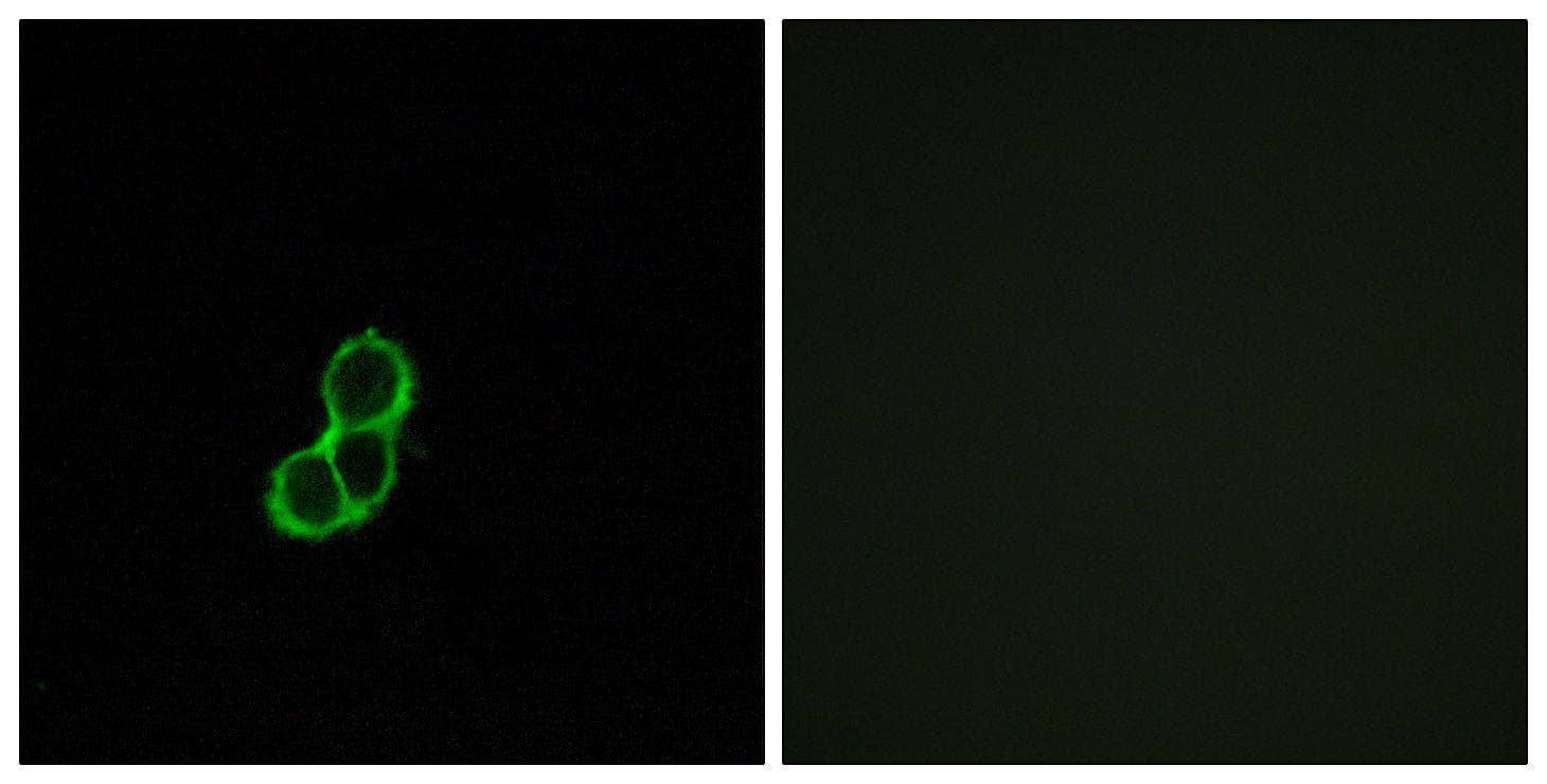 OR5T3 Antibody