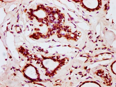 BOLA2 Antibody