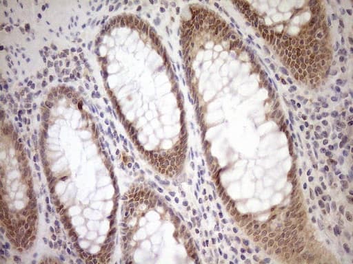 PARG Antibody (aa1-367, clone OTI6F4)