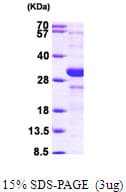 Human HIF1A / HIF1 Alpha Protein (Recombinant His)