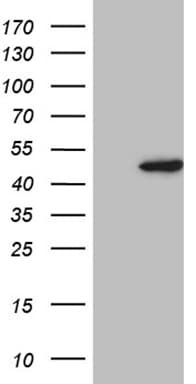 MORF4L1 / MRG15 Antibody (aa6-77, clone OTI9A11)