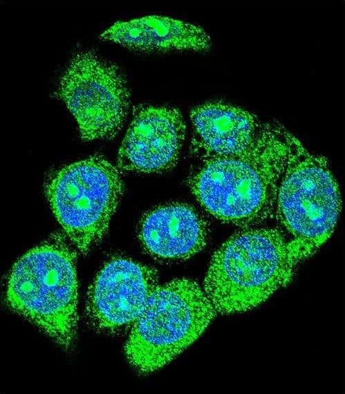 Polyclonal Rabbit anti-Human ZIF268 / EGR1 Antibody (aa9-37, IF, WB)