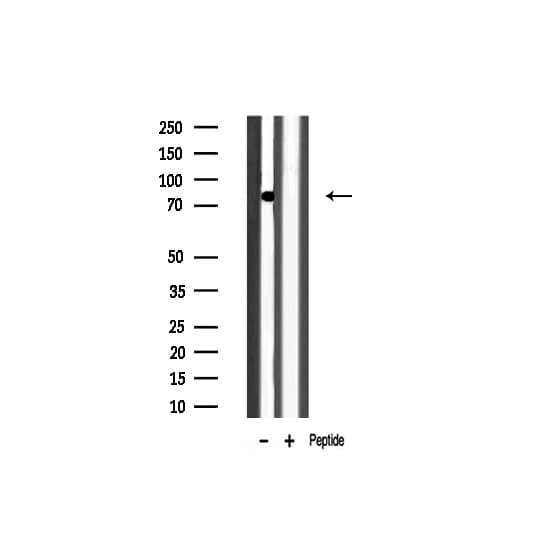 Polyclonal Rabbit anti-Human POU2F1 / OCT1 Antibody (IHC, IF, WB)