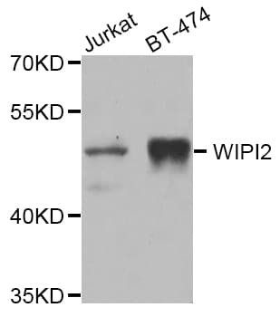 WIPI2 Antibody