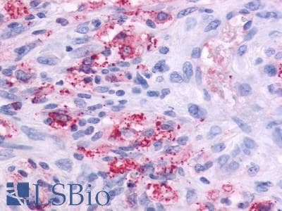 PathPlus™ OR51E1 Antibody (C-Terminus)