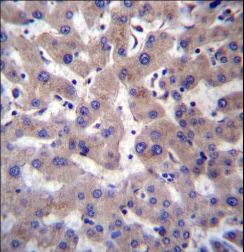 PRCP Antibody (aa114-143)