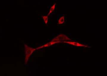 ARHGEF16 Antibody