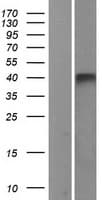 P2Y13 / P2RY13 Protein (Over-Expression Lysate Myc-DDK (Flag))