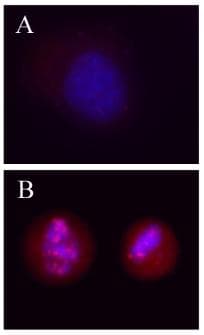 H2AFX / H2AX Antibody (phospho-Ser139, clone 2F3)
