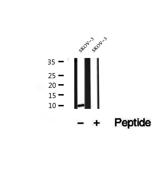 SRP9 Antibody