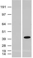 SOX2 Antibody (clone OR-4F2)