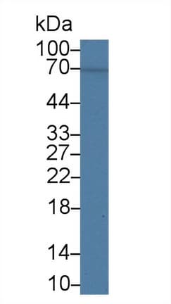 CD58 Antibody (aa1-214)