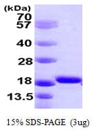 Human AIF1 / IBA1 Protein (Recombinant His)