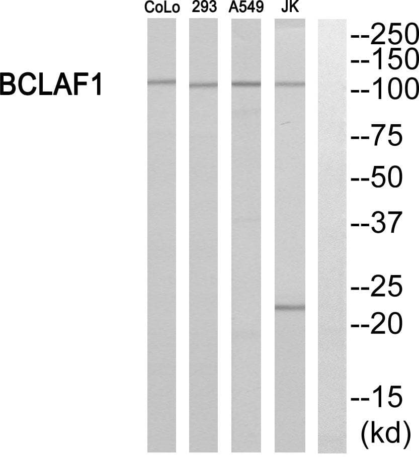BTF / BCLAF1 Antibody
