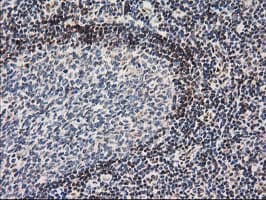 NHEJ1 / XLF Antibody (clone OTI3E6)