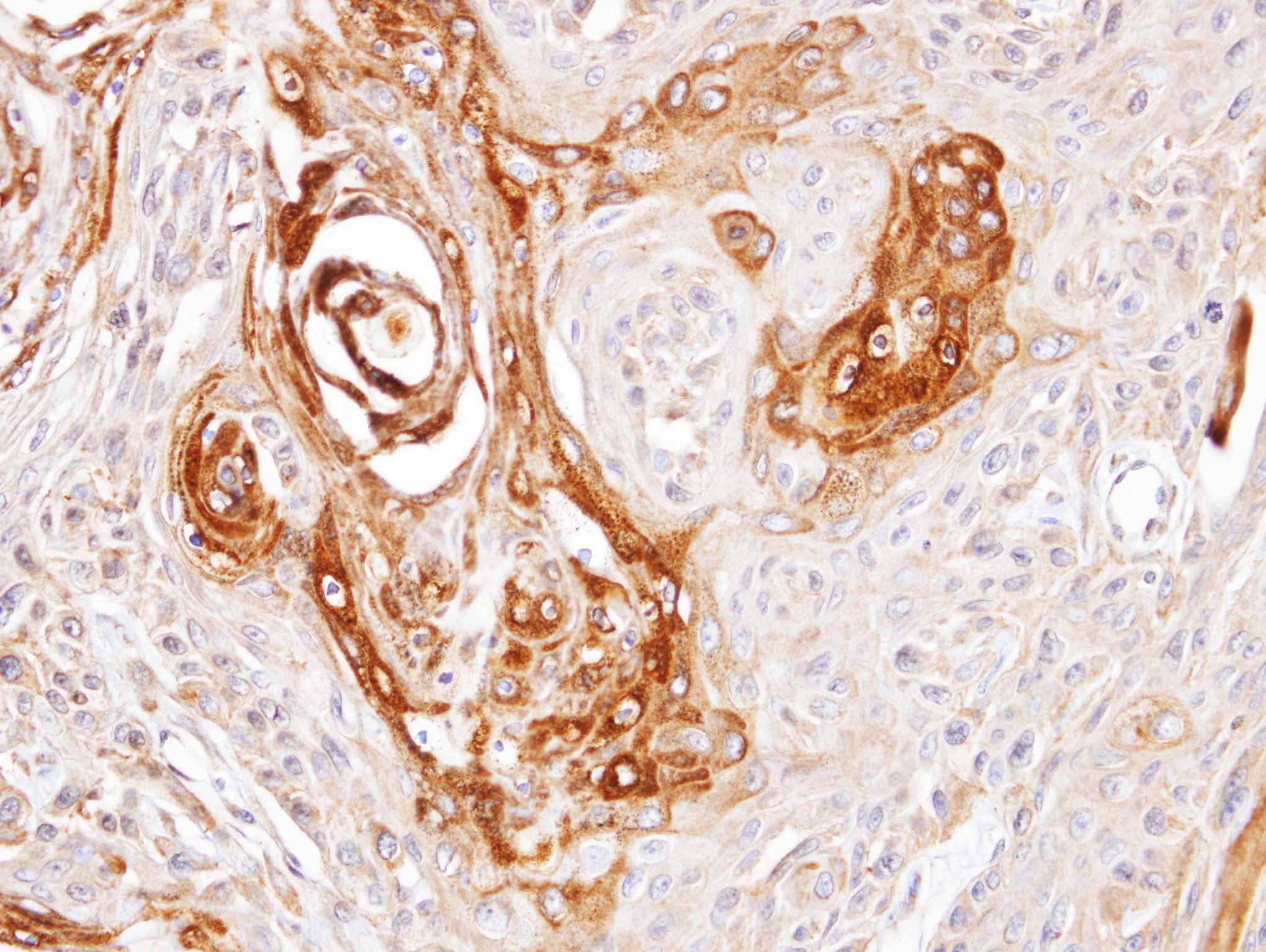 Polyclonal Rabbit anti-Human DNAJC7 Antibody (aa151-473, IHC, WB)
