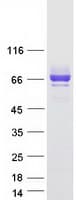 Human SIRPA / CD172a Protein (Recombinant Myc-DDK (Flag))