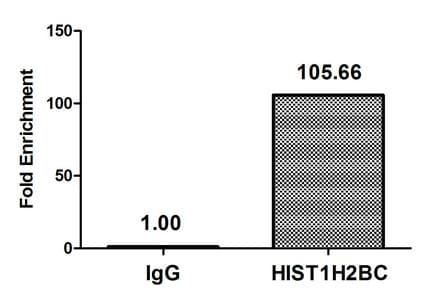 HIST1H2BN Antibody