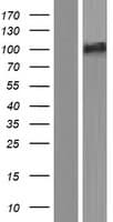 Human SMEK2 Protein (Over-Expression Lysate Myc-DDK (Flag))