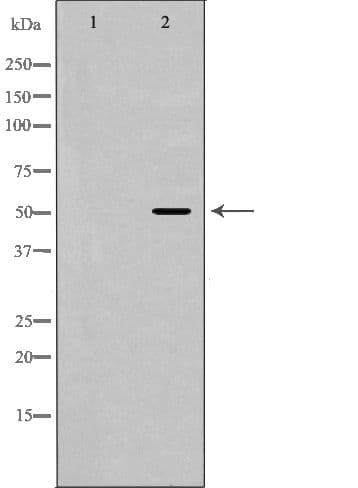 OX2R / Orexin Receptor 2 Antibody