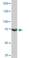 Monoclonal Mouse anti-Human CCNT2 / Cyclin T2 Antibody (clone 1H3, WB)