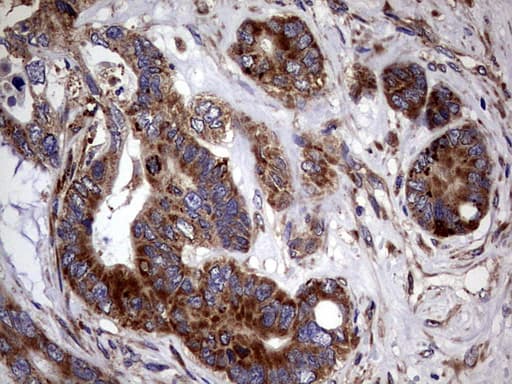 PDE1A Antibody (aa259-545, clone OTI7D5)