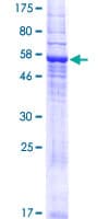 Human TMEM120A Protein (Recombinant GST)