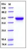 Human IL2RA / CD25 Protein (Recombinant His,C-terminus)