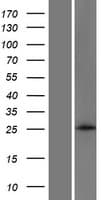 ANKRD46 Protein (Over-Expression Lysate Myc-DDK (Flag))