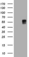 BTLA / CD272 Antibody (clone 2E4)
