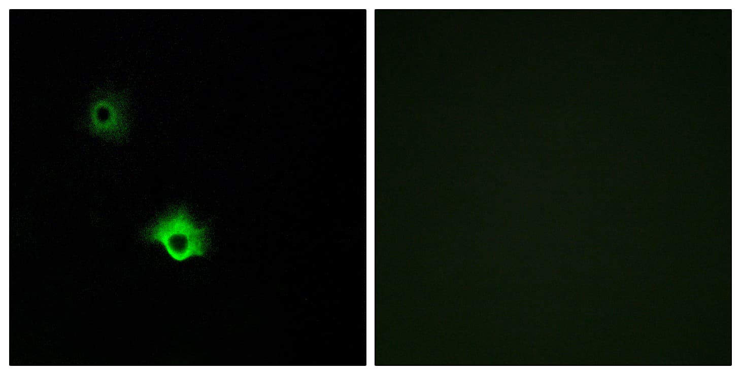 Polyclonal Rabbit anti-Human GALR3 / Galanin Receptor 3 Antibody (aa291-340, IF)