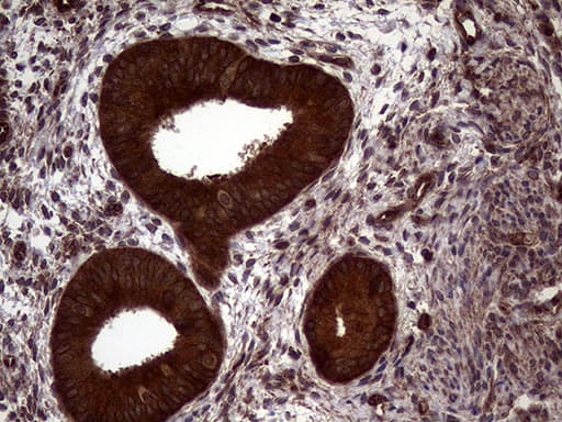 Monoclonal Mouse anti-Human PITPNB Antibody (clone OTI5B10, IHC, WB)