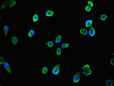 TTLL8 Antibody