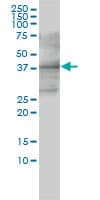 CD33 Antibody (clone 2D12-G4)