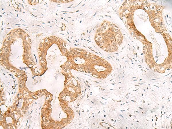 ORC4L / ORC4 Antibody