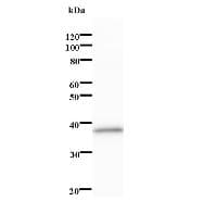 SOX4 Antibody (clone 154C4a)