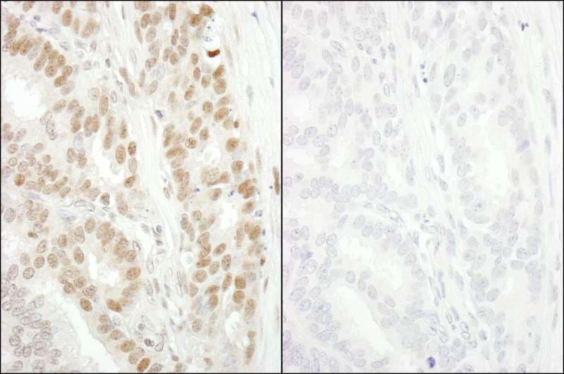 MCM2 Antibody (phospho-Ser53)