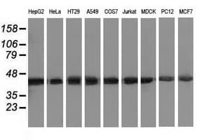 DNAJA2 Antibody (clone OTI1G3)