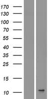 IL8 / Interleukin 8 Protein (Over-Expression Lysate Myc-DDK (Flag))