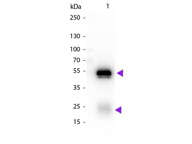 Chicken Anti-Rabbit IgG Secondary Antibody (Biotin)