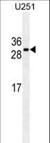Monoclonal Mouse anti-Human CDCA8 / Borealin Antibody (WB)