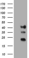 TMEM173 / STING Antibody (clone OTI2C8)